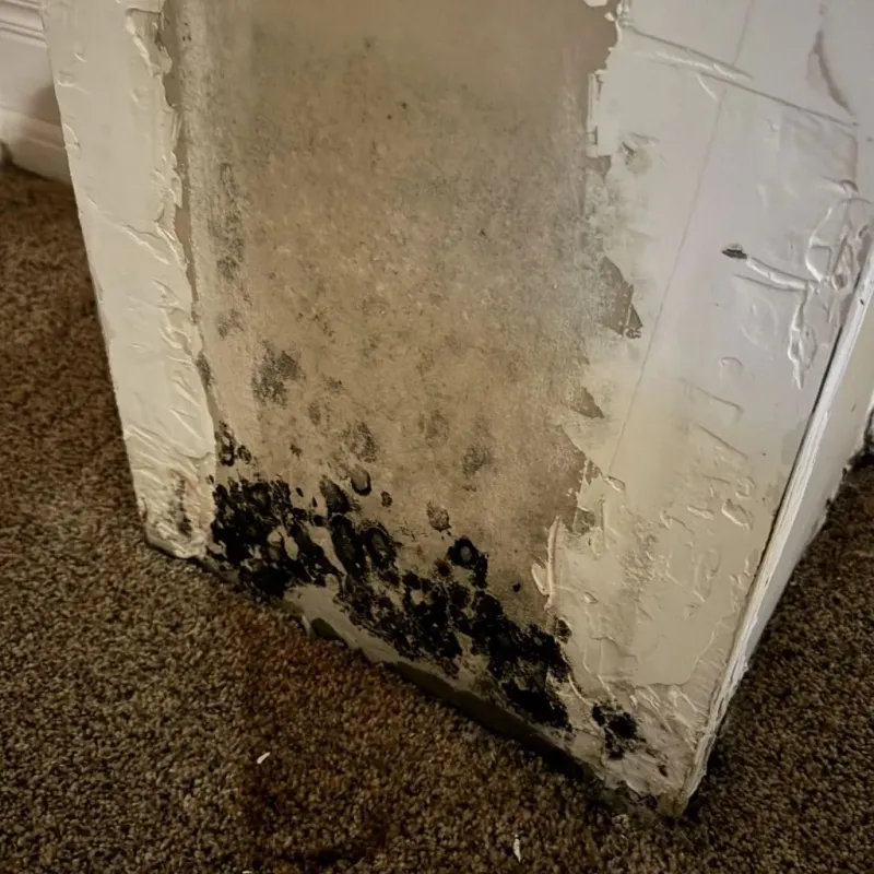 Professional Mold Removal in Salem, WI